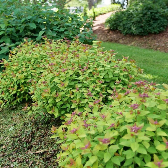 DOUBLE PLAY® DOLLY™ SPIRAEA 8 DOUBLE PLAY® DOLLY™ SPIRAEA - Image 6