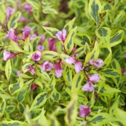 BUBBLY WINE™ WEIGELA 7 BUBBLY WINE™ WEIGELA -Verdant Zone DETA2 5306