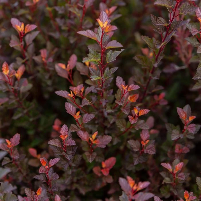 SPICY DEVIL® NINEBARK 3 SPICY DEVIL® NINEBARK