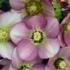 HONEYMOON® PARIS IN PINK LENTEN ROSE -Verdant Zone DETA2 5406
