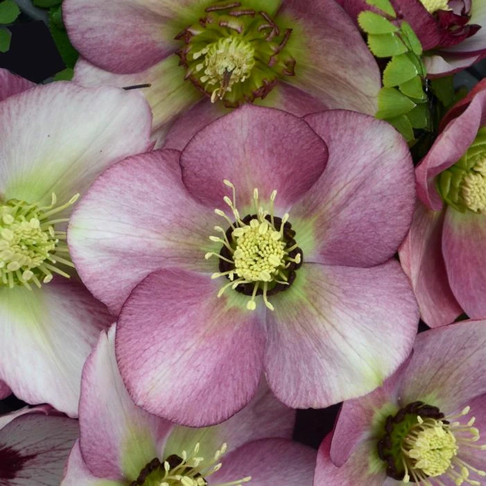 HONEYMOON® PARIS IN PINK LENTEN ROSE 3 HONEYMOON® PARIS IN PINK LENTEN ROSE