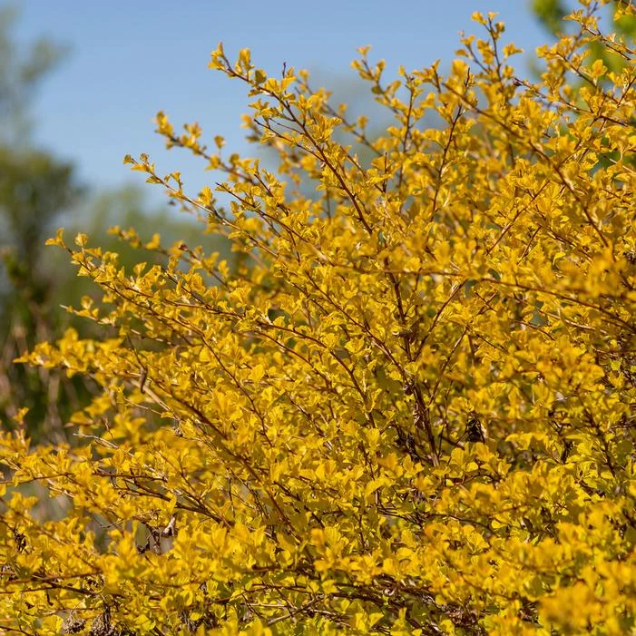 HONEYCOMB™ NINEBARK 4 HONEYCOMB™ NINEBARK - Image 2