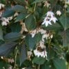 NIGHTFALL® WEEPING JAPANESE SNOWBELL 1 NIGHTFALL® WEEPING JAPANESE SNOWBELL -Verdant Zone DETA2 5476