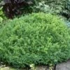 NEWGEN® LIBERTY BELLE™ BOXWOOD 2 NEWGEN® LIBERTY BELLE™ BOXWOOD -Verdant Zone DETA2 5563