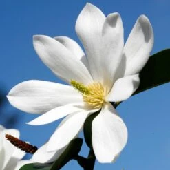 FAIRY MAGNOLIA® WHITE MAGNOLIA