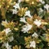 APPLE PERFECTION™ ABELIA -Verdant Zone DETA2 5659