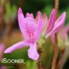 LILAC LIGHTS™ DECIDUOUS AZALEA 2 LILAC LIGHTS™ DECIDUOUS AZALEA -Verdant Zone DETA2 5717