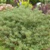 JADE PARADE® SAND CHERRY -Verdant Zone DETA2 5718