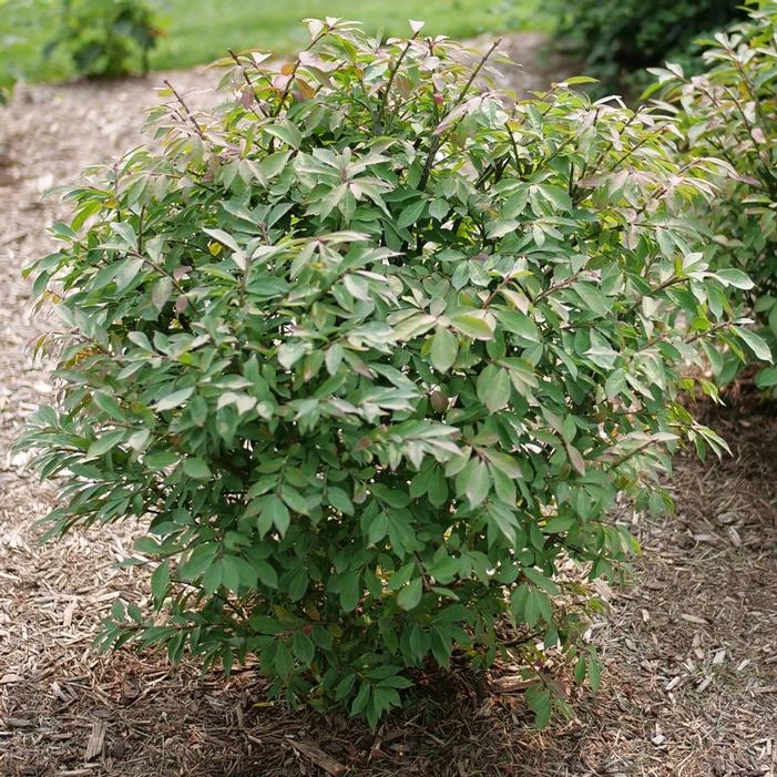 FIRE BALL® SEEDLESS BURNING BUSH 4 FIRE BALL® SEEDLESS BURNING BUSH - Image 2