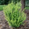 GLOW POP™ JAPANESE HOLLY -Verdant Zone DETA2 5737