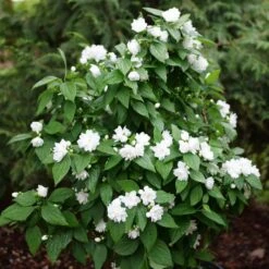 ILLUMINATI SPICE™ MOCKORANGE -Verdant Zone DETA2 5740