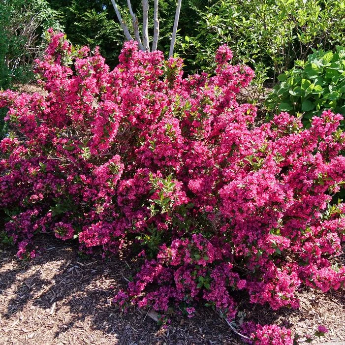 SONIC BLOOM® PUNCH™ WEIGELA 4 SONIC BLOOM® PUNCH™ WEIGELA - Image 2