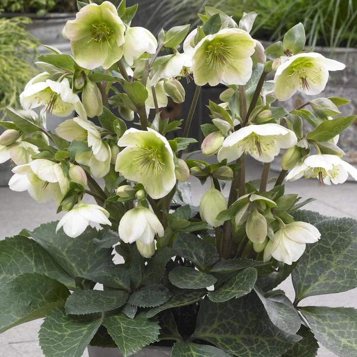 FROSTKISS® MOLLY'S WHITE LENTEN ROSE 3 FROSTKISS® MOLLY'S WHITE LENTEN ROSE