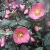 FROSTKISS® PENNY'S PINK LENTEN ROSE 1 FROSTKISS® PENNY'S PINK LENTEN ROSE -Verdant Zone DETA2 5798