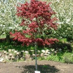 SAMURAI SWORD™ UPRIGHT JAPANESE MAPLE -Verdant Zone DETA2 5799