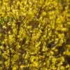 SPRING FLING® FORSYTHIA 2 SPRING FLING® FORSYTHIA -Verdant Zone DETA2 5899