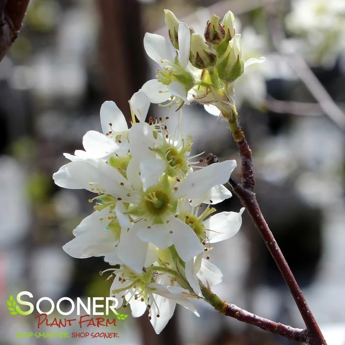 AUTUMN BRILLIANCE® SERVICEBERRY 4 AUTUMN BRILLIANCE® SERVICEBERRY - Image 2