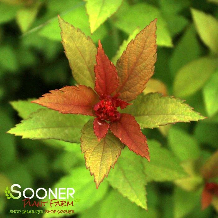 MAGIC CARPET SPIRAEA 3 MAGIC CARPET SPIRAEA