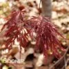 EVER RED WEEPING JAPANESE MAPLE 2 EVER RED WEEPING JAPANESE MAPLE -Verdant Zone DETA2 711