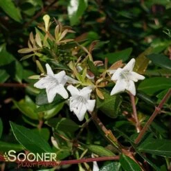 GLOSSY ABELIA 7 GLOSSY ABELIA -Verdant Zone DETA2 801