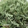 GREEN SARGENT JUNIPER -Verdant Zone DETA2 872