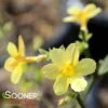 WINTER JASMINE 1 WINTER JASMINE -Verdant Zone DETA2 992