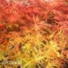 VIRIDIS WEEPING JAPANESE MAPLE -Verdant Zone DETA3 1013