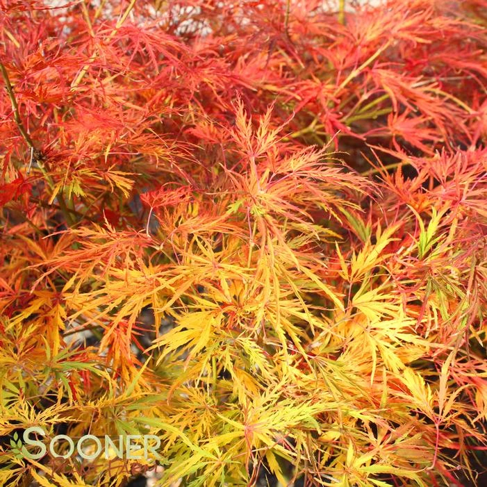 VIRIDIS WEEPING JAPANESE MAPLE 3 VIRIDIS WEEPING JAPANESE MAPLE