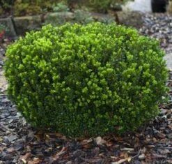 BABY GEM™ BOXWOOD 8 BABY GEM™ BOXWOOD -Verdant Zone DETA3 1053