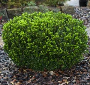 BABY GEM™ BOXWOOD 5 BABY GEM™ BOXWOOD - Image 3
