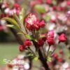 CORALBURST CRABAPPLE -Verdant Zone DETA3 1165