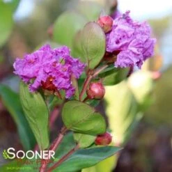ROYALTY CRAPEMYRTLE 8 ROYALTY CRAPEMYRTLE -Verdant Zone DETA3 1300