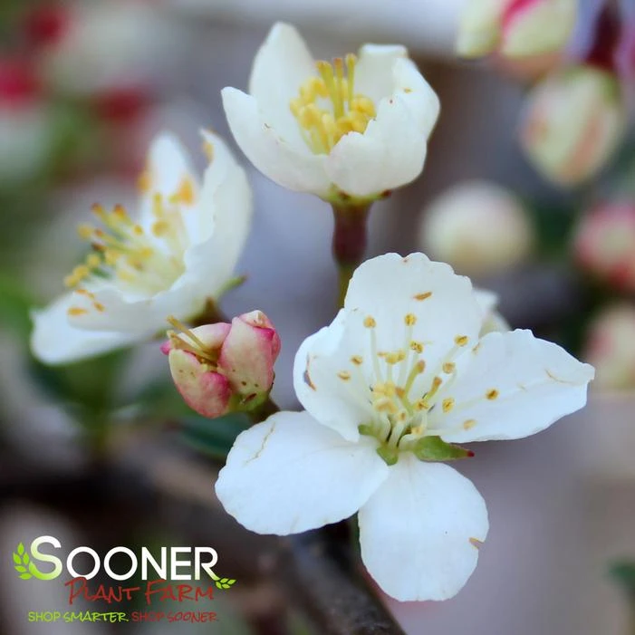 SARGENT TINA CRABAPPLE 3 SARGENT TINA CRABAPPLE