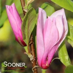 SAUCER MAGNOLIA -Verdant Zone DETA3 1304