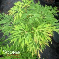 GREEN CASCADE WEEPING JAPANESE MAPLE -Verdant Zone DETA3 1408