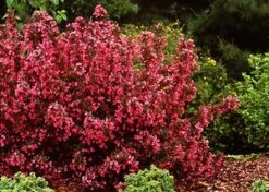 WINE & ROSES® WEIGELA -Verdant Zone DETA3 150