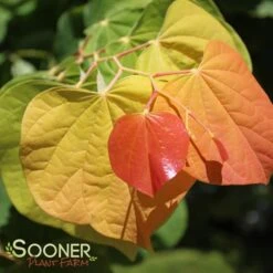 THE RISING SUN™ REDBUD 12 THE RISING SUN™ REDBUD -Verdant Zone DETA3 1530