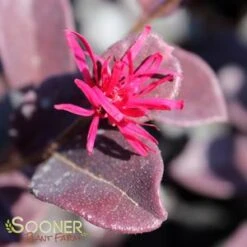 EVER RED LOROPETALUM -Verdant Zone DETA3 1605