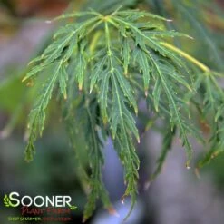 GREEN LACE WEEPING JAPANESE MAPLE 9 GREEN LACE WEEPING JAPANESE MAPLE -Verdant Zone DETA3 2001