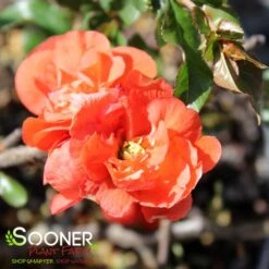 DOUBLE TAKE® ORANGE STORM QUINCE -Verdant Zone DETA3 2020