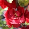 DOUBLE TAKE® SCARLET STORM QUINCE 1 DOUBLE TAKE® SCARLET STORM QUINCE -Verdant Zone DETA3 2022