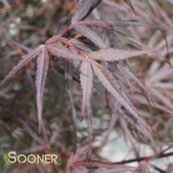HUBB'S RED WILLOW UPRIGHT JAPANESE MAPLE -Verdant Zone DETA3 2089