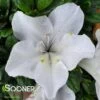 BLOOM-A-THON® WHITE AZALEA 2 BLOOM-A-THON® WHITE AZALEA -Verdant Zone DETA3 2244