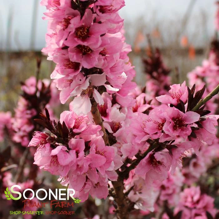 BONFIRE ORNAMENTAL PATIO PEACH 4 BONFIRE ORNAMENTAL PATIO PEACH - Image 2