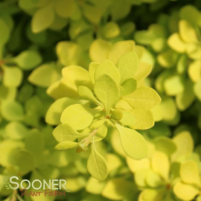 SUNJOY® CITRUS BARBERRY 5 SUNJOY® CITRUS BARBERRY - Image 3