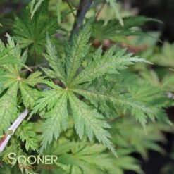 ARIADNE UPRIGHT JAPANESE MAPLE -Verdant Zone DETA3 2564