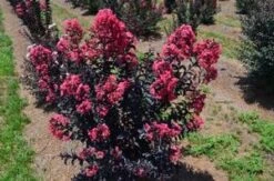 MIDNIGHT MAGIC™ CRAPEMYRTLE -Verdant Zone DETA3 2671