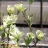 CHEROKEE PRINCESS® DOGWOOD 2 CHEROKEE PRINCESS® DOGWOOD -Verdant Zone DETA3 27