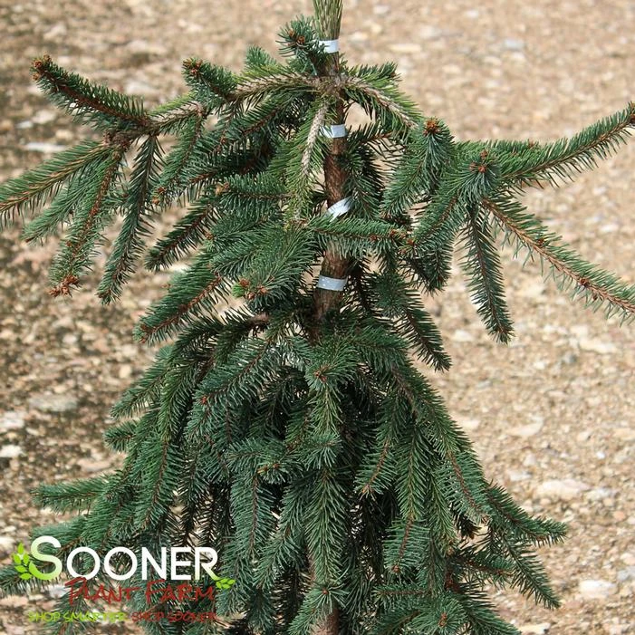 WEEPING NORWAY SPRUCE 4 WEEPING NORWAY SPRUCE - Image 2