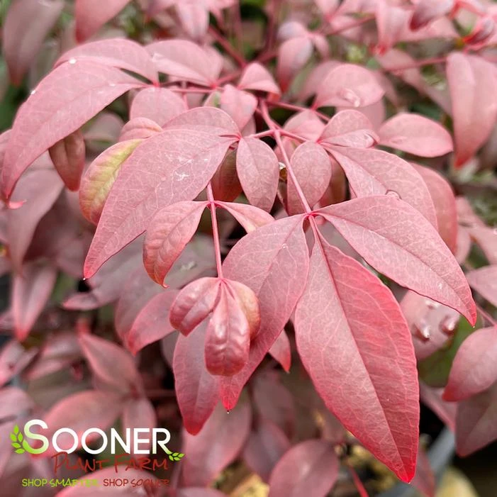 OBSESSION™ NANDINA 3 OBSESSION™ NANDINA